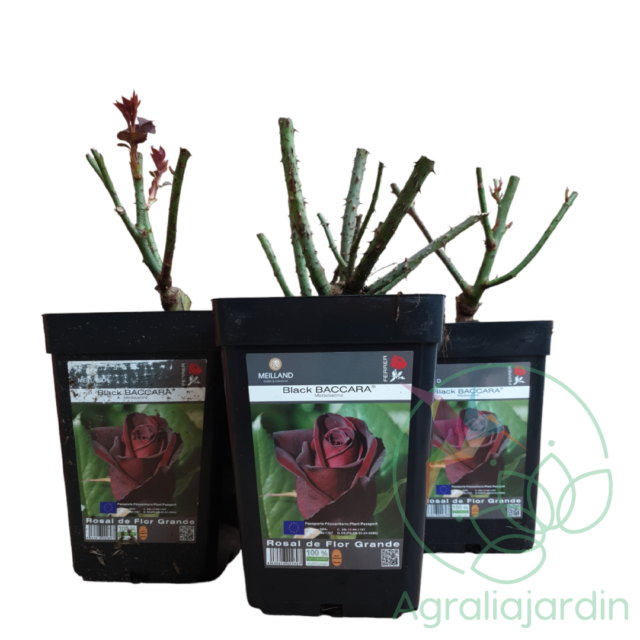 Pack ahorro: 4 rosales Meilland Black Baccara en maceta de 15