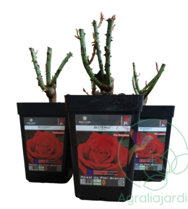 Pack ahorro: 4 rosales Perfumados Meilland Botero en maceta de 15