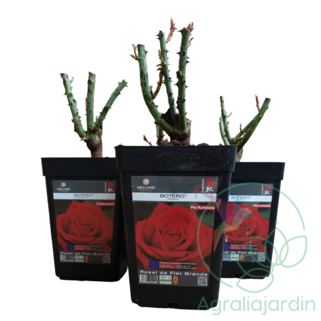 Pack ahorro: 4 rosales Perfumados Meilland Botero en maceta de 15