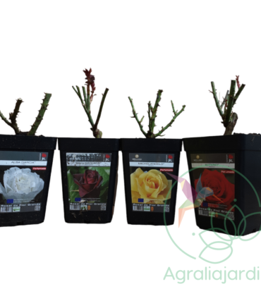 Pack ahorro Rosales Meilland 4 rosales en maceta 15