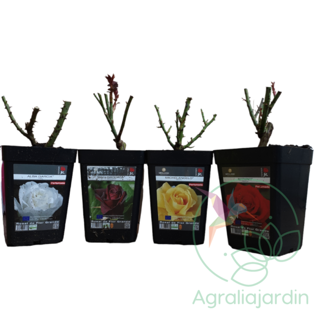 Pack ahorro Rosales Meilland 4 rosales en maceta 15