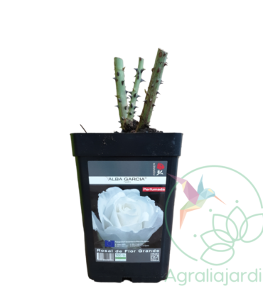Rosal Meilland Perfumado Alba García en maceta de 15