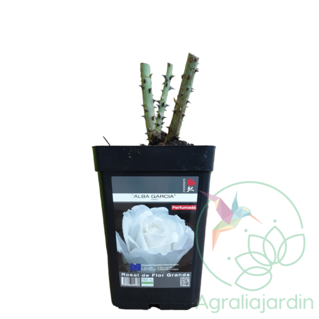 Rosal Meilland Perfumado Alba García en maceta de 15