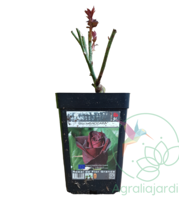 Rosal Meilland Black Baccara en maceta de 15