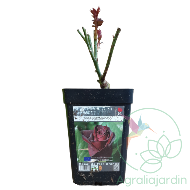 Rosal Meilland Black Baccara en maceta de 15