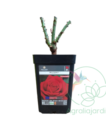 Rosal Meilland Perfumado Botero en maceta de 15