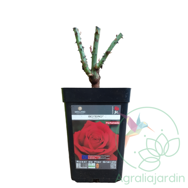 Rosal Meilland Perfumado Botero en maceta de 15