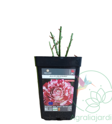 Rosal Meilland Perfumado Julio Iglesias en maceta de 15