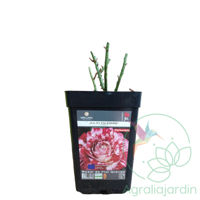 Rosal Meilland Perfumado Julio Iglesias en maceta de 15