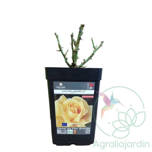 Rosal Meilland Perfumado Michelangelo en maceta de 15