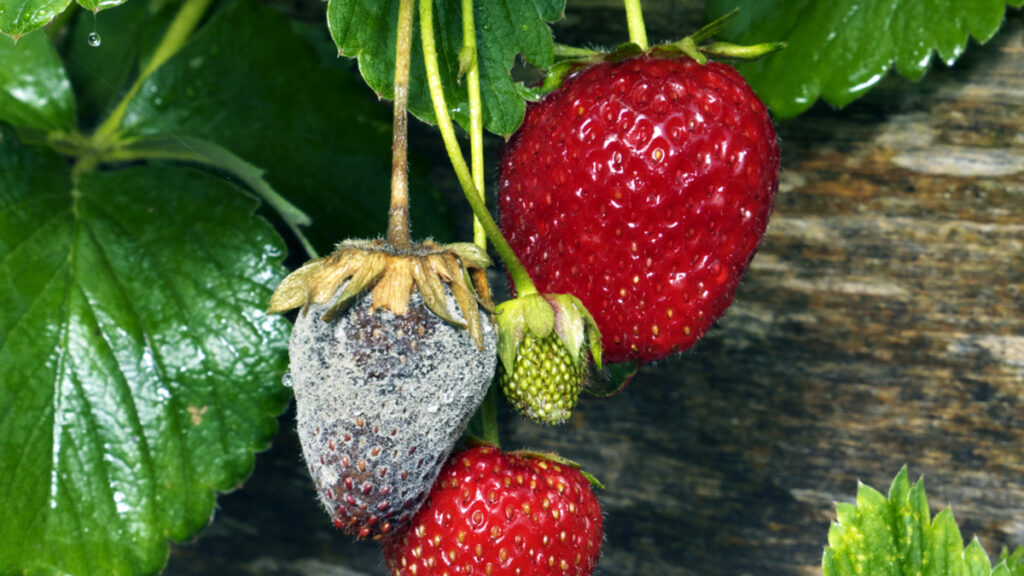 plagas fresas