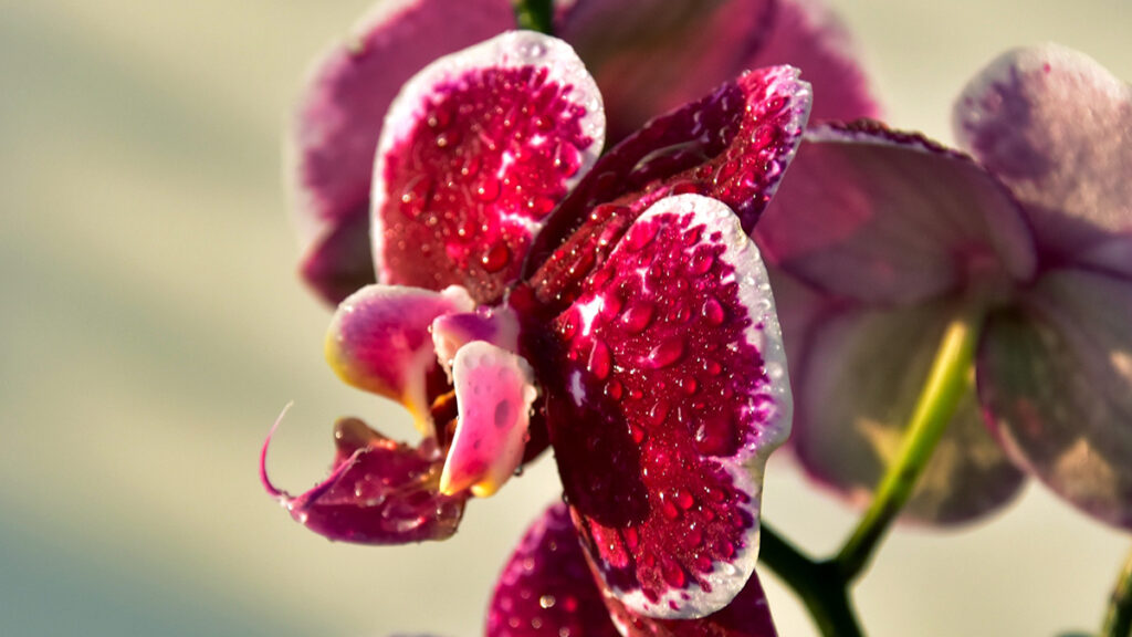 cuidado orquidea