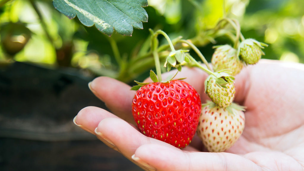fresas fresones