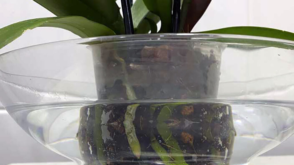 cuidado orquidea