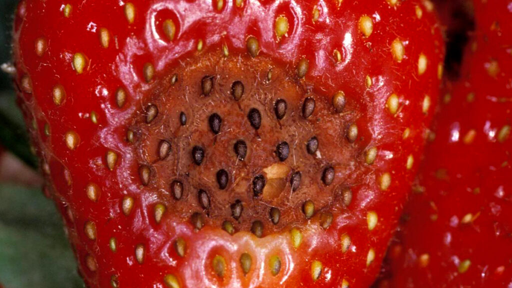 plaga fresas
