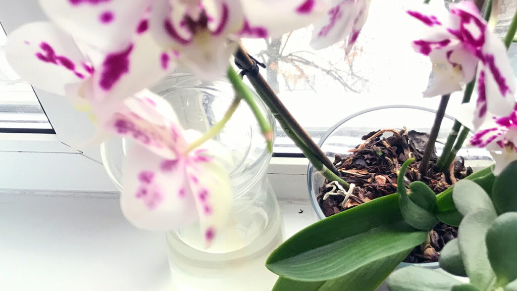 cuidado orquidea