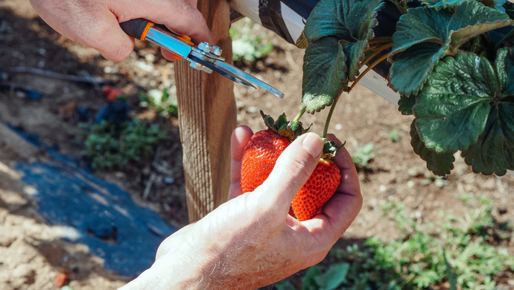 fresas fresones