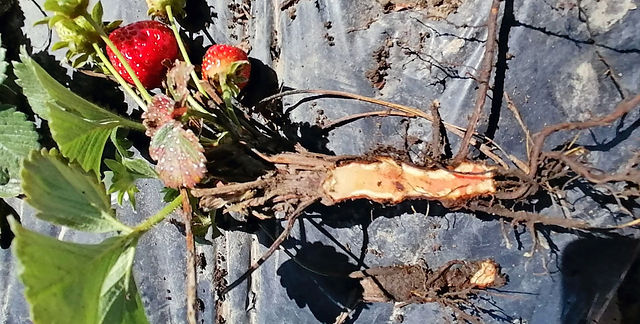 plaga fresas