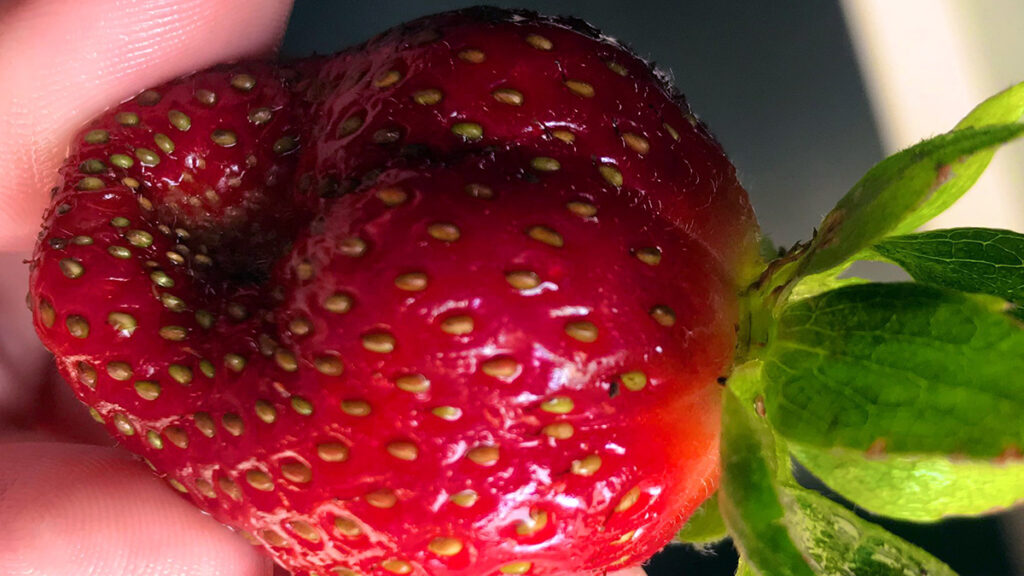 plagas fresas