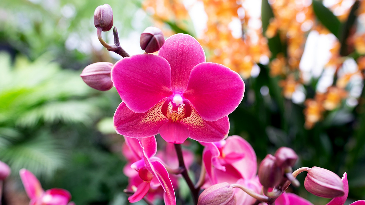 cuidado orquidea