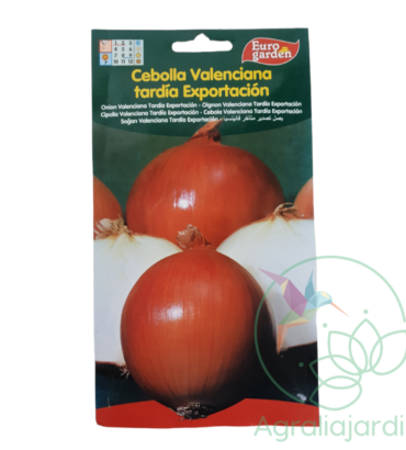 Semilla de cebolla Valencia tardía Exportación Eurogarden