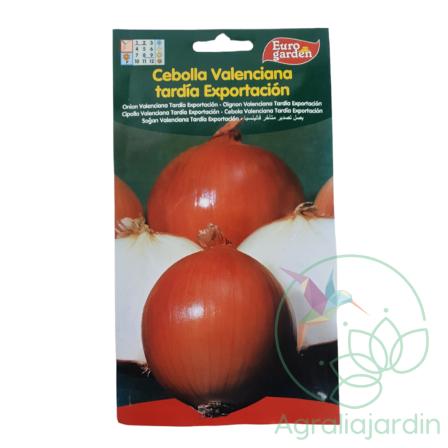 Semilla de cebolla Valencia tardía Exportación Eurogarden