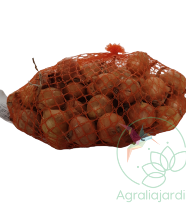 Bulbos de cebolla Stuttgarter 500g