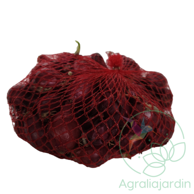 Bulbos de cebolla roja Karmen 500 gr