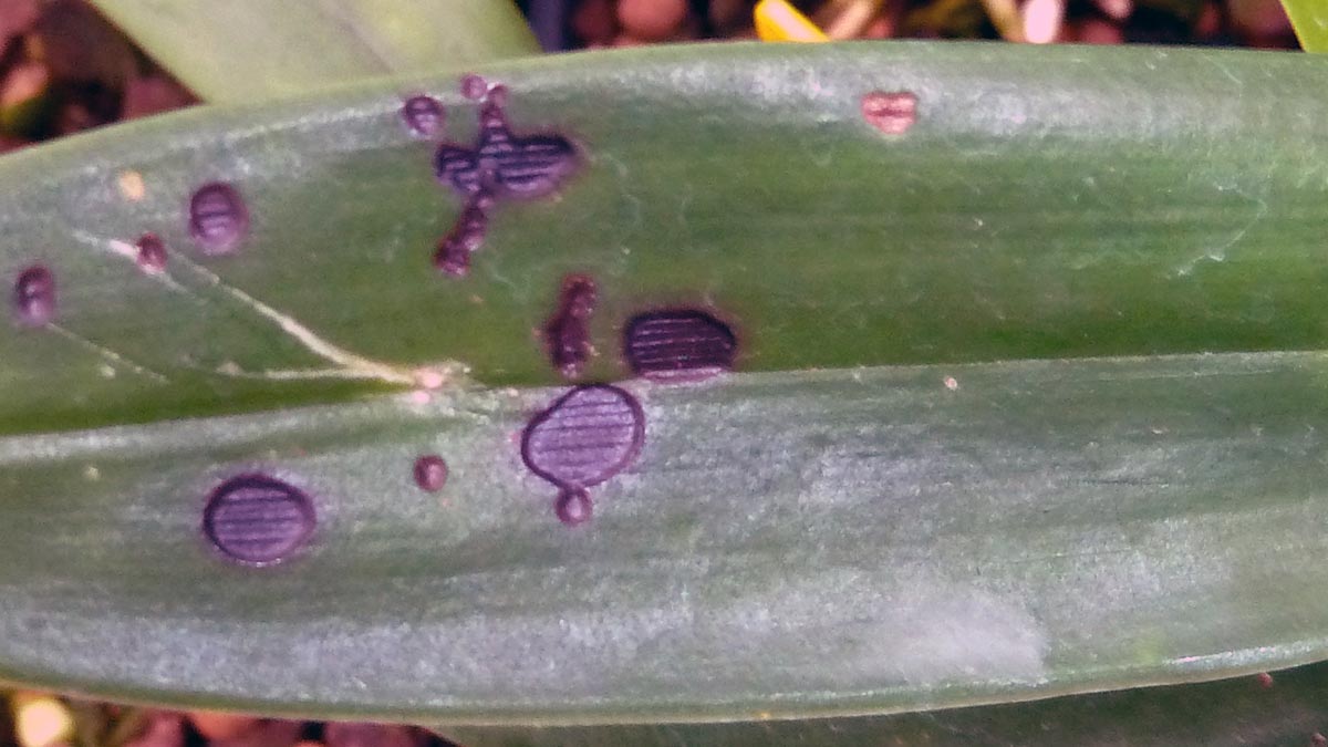 Hoja de planta con plaga Orch