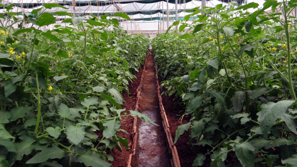 semillero tomate invernadero