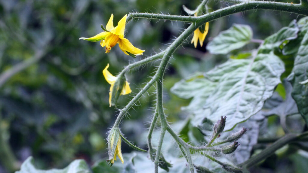 flor semillero tomate