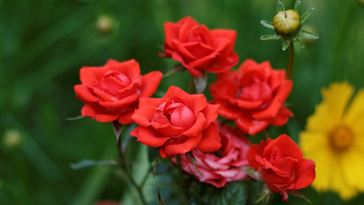 Cultivar rosal mini
