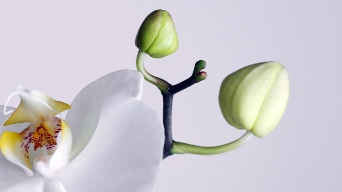 Plagas en orquídea Orch