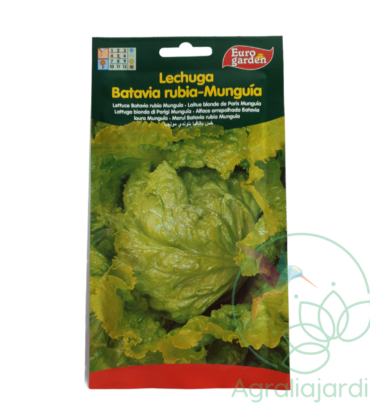 Semilla de lechuga Batavia rubia Munguía Eurogarden