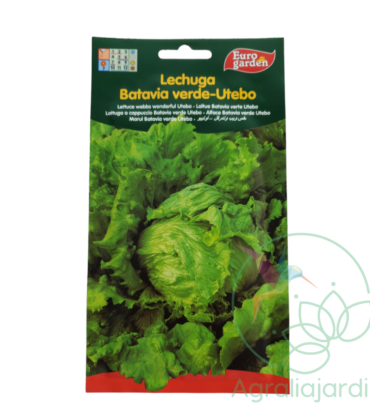 Semilla de lechuga Batavia verde Utebo Eurogarden
