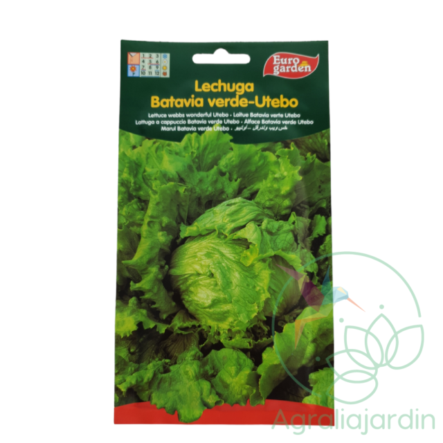 Semilla de lechuga Batavia verde Utebo Eurogarden