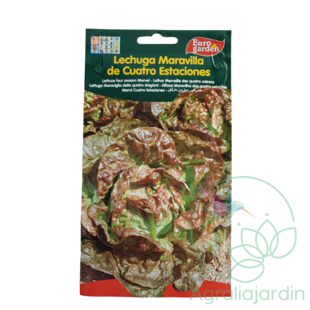 Semilla de lechuga Maravilla de 4 estaciones Eurogarden