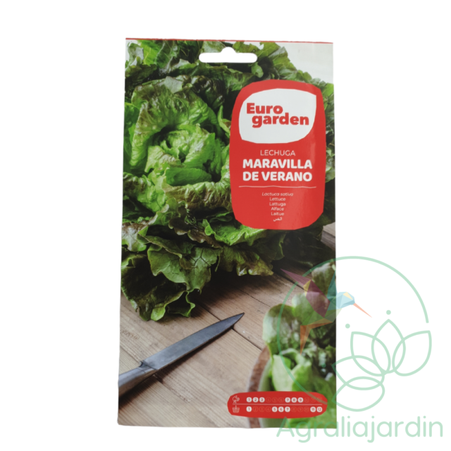 Semilla de lechuga Maravilla de Verano Eurogarden