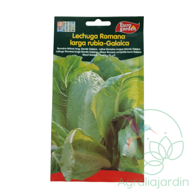 Semillas de lechuga Romana larga rubia Galaica Eurogarden