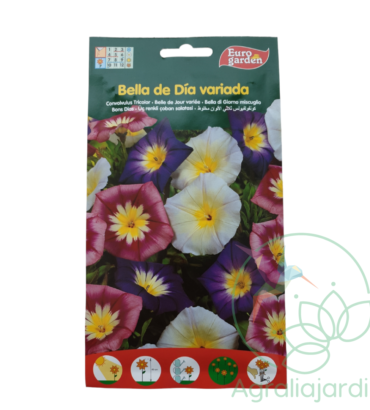 Semilla de flor Bella de Día variada Eurogarden