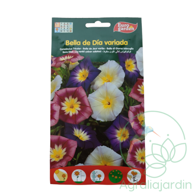Semilla de flor Bella de Día variada Eurogarden