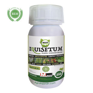 equisetum