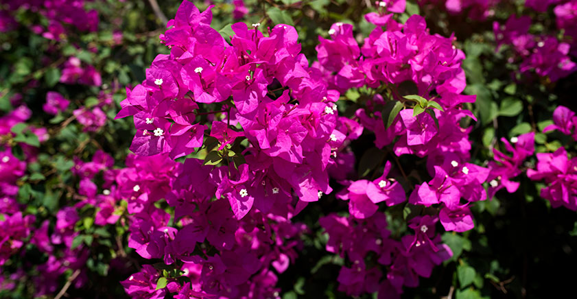 cultivar buganvilla en casa - flores de buganvilla